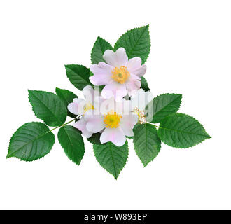 Rosa Blüten von Wild Rose oder Hund Rose, Hagebutte, briar oder heckenrose (Rosa Canina) mit Blättern auf weißem Hintergrund. Gesunde Vitamin-С medi Stockfoto