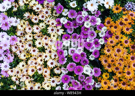Gänseblümchen Sommer Blumen Hintergrund. Helle farbe Blüten zum Verkauf in einem offenen Markt, Rotterdam Niederlande. Volle Hintergrund Textur Stockfoto