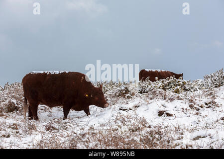 Red Devon Kühe in Schnee auf der Garnison, St. Mary's, Isles of Scilly, Großbritannien Stockfoto