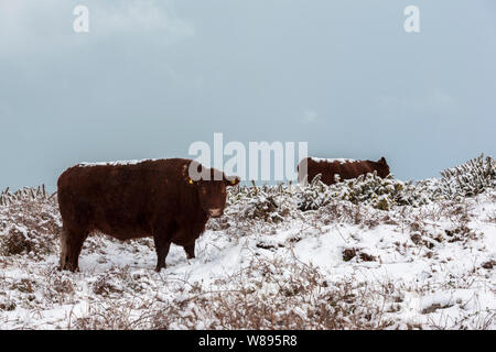 Red Devon Kühe in Schnee auf der Garnison, St. Mary's, Isles of Scilly, Großbritannien Stockfoto