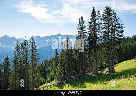 Almen und Tannen in Österreich, Alpen Stockfoto