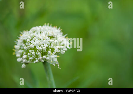 Blüte einer Zwiebel. Zwiebel Blume auf der linken Seite eingestellt. Stockfoto