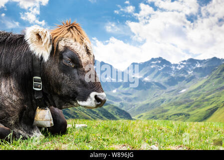 Kuh auf der Weide in die Berge, Österreich, Alpen Stockfoto