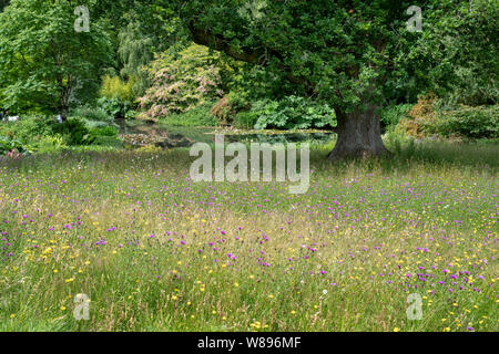 Wildflower Meadow und Eiche Baum an der RHS Rosemoor, Great Torrington, Devon, England Stockfoto