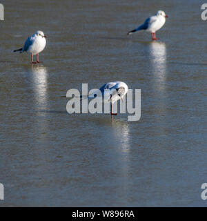 Möwe steht auf einem zugefrorenen See zurück Verkratzen der Hals Stockfoto