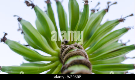 Bündel von grünen Bananen auf der Banane Baum im Kreis. Nach oben Schließen. Blick vom niedrigen Punkt. Stockfoto