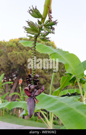 Bündel von grünen Bananen mit Bananen Blume auf der Bananenstaude in der Türkei wächst. Vertikale Rahmen Stockfoto