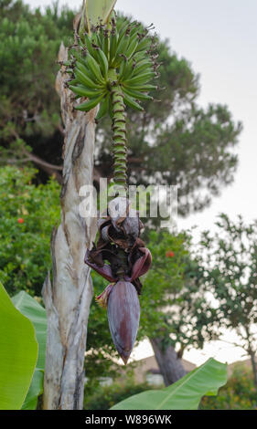 Bündel von grünen Bananen mit Bananen Blume auf der Bananenstaude in der Türkei wächst. Vertikale Rahmen Stockfoto