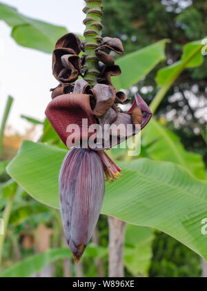 Banane Blüten, die auch als Herz oder Banane Banane Blume bekannt. Close Up. Stockfoto