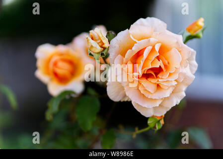 Nahaufnahme einer Pfirsichfarbene Rose, die mit selektiven Fokus Stockfoto