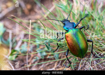 Seltene Galosoma sycophanta bettle im Gras Nahaufnahme Stockfoto