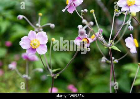 (Bombus terrestris) Buff-Tailed Bumble Bee Fütterung auf einem japanischen Anemone Blume. Stockfoto