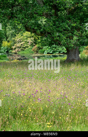 Wildflower Meadow und Eiche Baum an der RHS Rosemoor, Great Torrington, Devon, England Stockfoto
