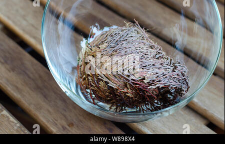 Rose von Jericho (Anastatica hierochuntica) Anlage geschlossen in Glasschale. Es beginnt zu öffnen. Stockfoto