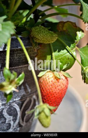 Rote Erdbeere Reif. Stockfoto