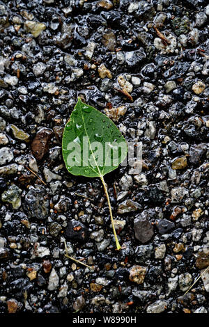 Grünes Blatt mit Wassertropfen auf Verlegung auf einem Bett von nassen Felsen. Stockfoto