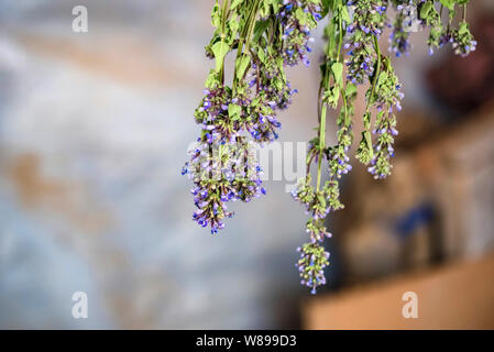 Nahaufnahme von Salbei Salvia officinalis Kraut oder Trocknen im Dachgeschoss Stockfoto