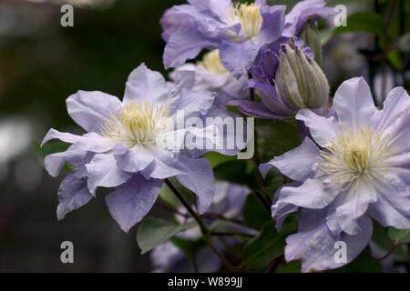 Schönen Sommer Blumen in einem vertikalen Garten Gartenbau. Blume doppelt flieder Clematis close-up. Blumen Clematis Sorten Azure Kugel Stockfoto