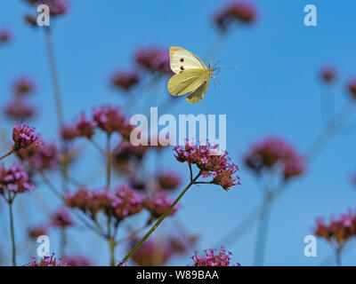 Großer weißer Schmetterling Pieris brassicae Fütterung auf eisenkraut Blumen im Garten Stockfoto