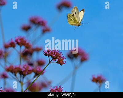 Großer weißer Schmetterling Pieris brassicae Fütterung auf eisenkraut Blumen im Garten Stockfoto