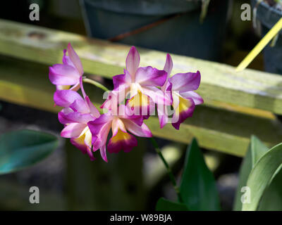 Orchidee, Lc. Renate & W' HCC/AOS. Samuel Jones Orchid Wintergarten, South Texas Botanical Gardens and Nature Center in Corpus Christi, Texas USA. Stockfoto