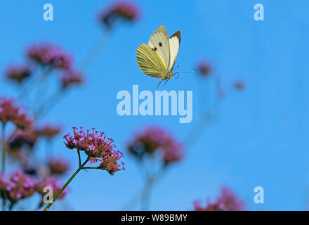 Großer weißer Schmetterling Pieris brassicae Fütterung auf eisenkraut Blumen im Garten Stockfoto