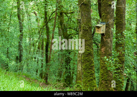 Künstliche Nest in der Dartmoor National Park gehängt Stockfoto