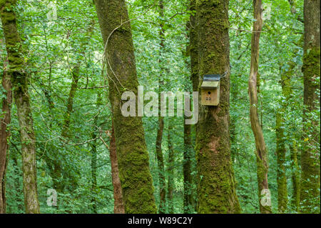 Künstliche Nest in der Dartmoor National Park gehängt Stockfoto