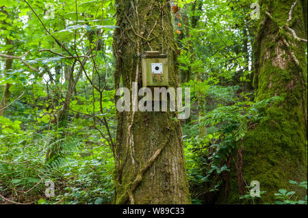 Künstliche Nest in der Dartmoor National Park gehängt Stockfoto