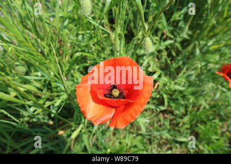Roter Mohn in Grasgrün Stockfoto