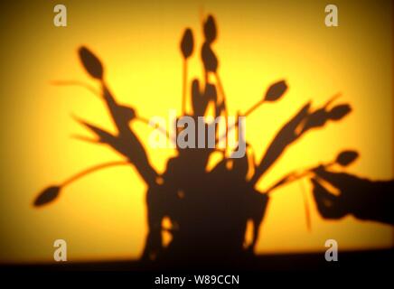 Schatten aus einem Bündel von Tulpen Stockfoto