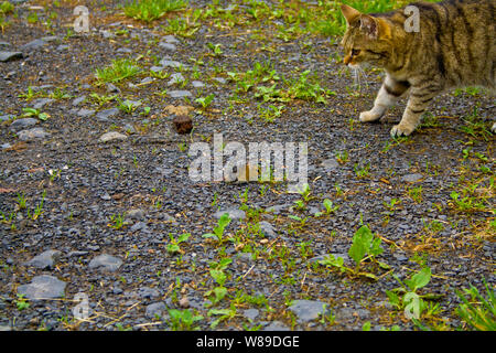 Eine Katze auf der Jagd im Gras. Eine Katze kurz vor dem Angriff Stockfoto