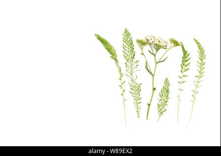 Kreative Gestaltung aus weißen Schafgarbe Blumen und Bedienhebel auf weißen Hintergrund. Flach pflanzliche healthcare Konzept im minimalistischen Stil mit Platz für Text. Stockfoto