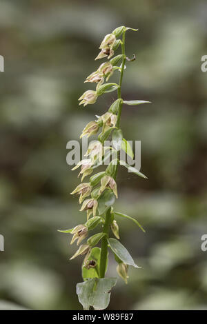 Grün - Blumen (Epipactis Helleborine phyllanthes), Holt, Norfolk, England, Vereinigtes Königreich 22. August 2017 Stockfoto