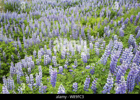 Nootka Lupine (Lupinus nootkatensis), Reykjavik, Island, 10. Juli 2018 Stockfoto