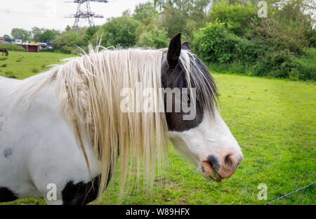 Schwarze und weiße Clydesdale schwere Pferd mit langer Mähne stehen in einem Feld in Ackerland in Test Valley, Familiars, Redbridge Southampton, Hampshire Stockfoto