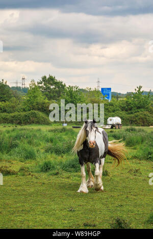 Schwarze und weiße Clydesdale schwere reiten und wandern in ein Feld zischenden seinen Schwanz in Test Valley, Familiars, Redbridge in der Nähe von Southampton, Hampshire Stockfoto