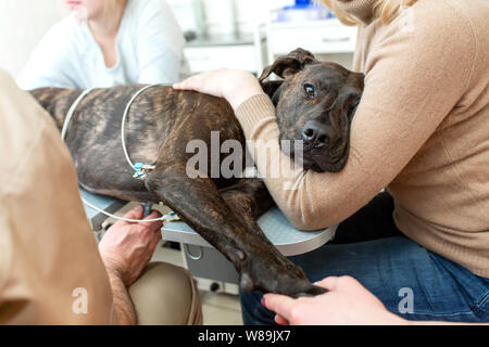 Arzt Tierarzt macht einen Ultraschall und Elektrokardiogramm des Herzens eines Hundes in das Amt einer tierärztlichen Klinik. Stockfoto