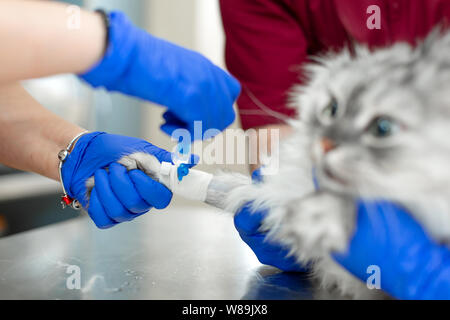 Eine junge weibliche Anästhesist, einem Tierarzt, fügt einen Katheter in die Katze und führt Anästhesie vor der Operation. Ein Assistent ist im Besitz einer Katze. Tierarzt Stockfoto