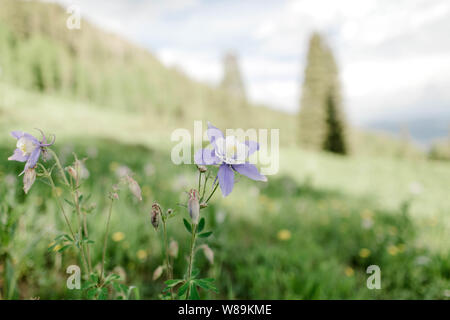 Colorado Columbine Blume in einem Feld Stockfoto