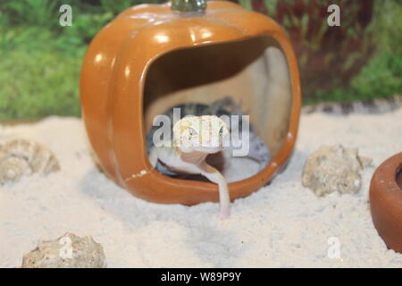Einen süßen kleinen Eidechse Eublepharis macularius, Leopard Gecko Stockfoto
