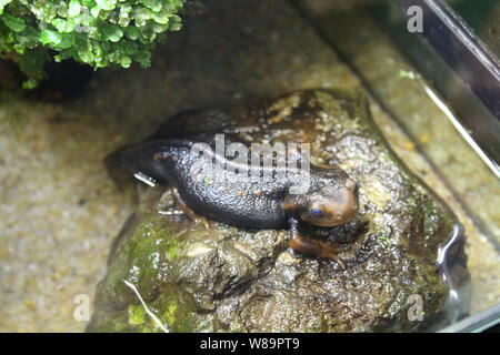 Eine kleine Newt sitzt in einem Terrarium. Natur Stockfoto