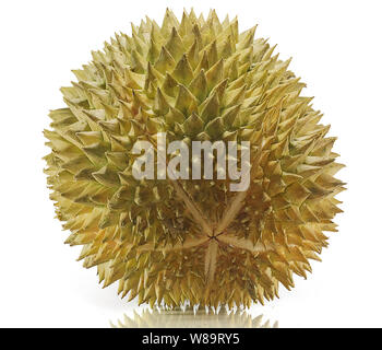 Durian Frucht isoliert auf weißem Hintergrund Stockfoto