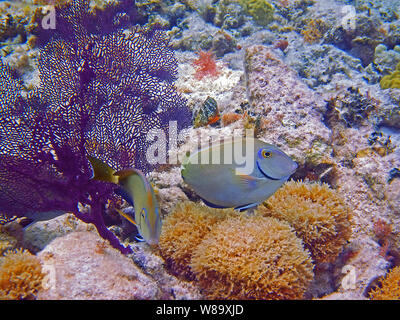 Zwei Doctorfish (Acanthurus chirurgus) Schwimmen in der Nähe von einem lila Meer Lüfter von der Florida Keys. Diese auf einem flachen Korallenriff. Stockfoto