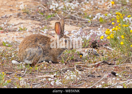 Eine wilde europäische Kaninchen hier im Buschland von der spanischen Mittelmeerküste gesehen. Stockfoto