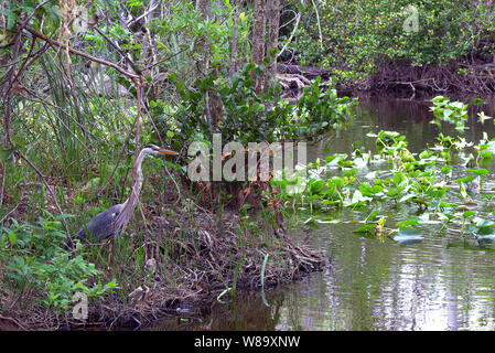 Ein Great Blue Heron (Ardea herodias) in den Florida Everglades. Der Vogel wartet auf Fische in Schlagdistanz zu kommen. Stockfoto