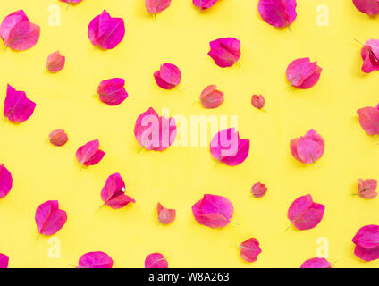 Schöne rote Bougainvillea Blume auf gelben Hintergrund. Ansicht von oben Stockfoto