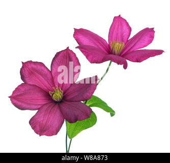 Stadt Lyon Clematis Pink auf Weiß Stockfoto