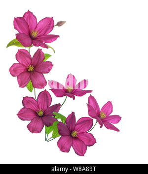 Stadt Lyon Clematis Pink auf Weiß Stockfoto