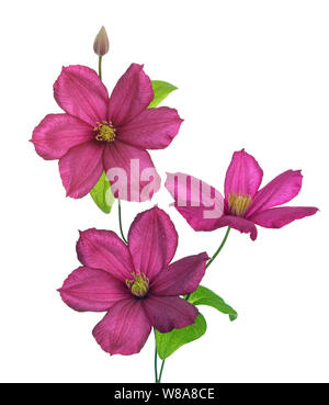 Stadt Lyon Clematis Pink auf Weiß Stockfoto